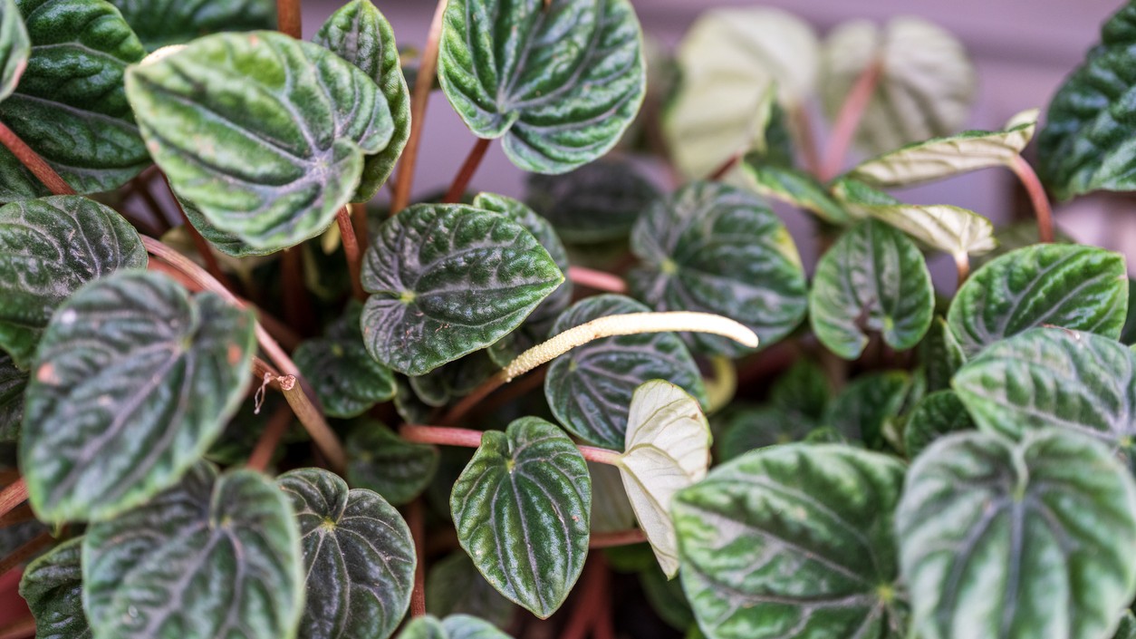 Vďaka hustým listom a nenáročnej starostlivosti patrí peperomia medzi ideálne rastliny do každého domova.