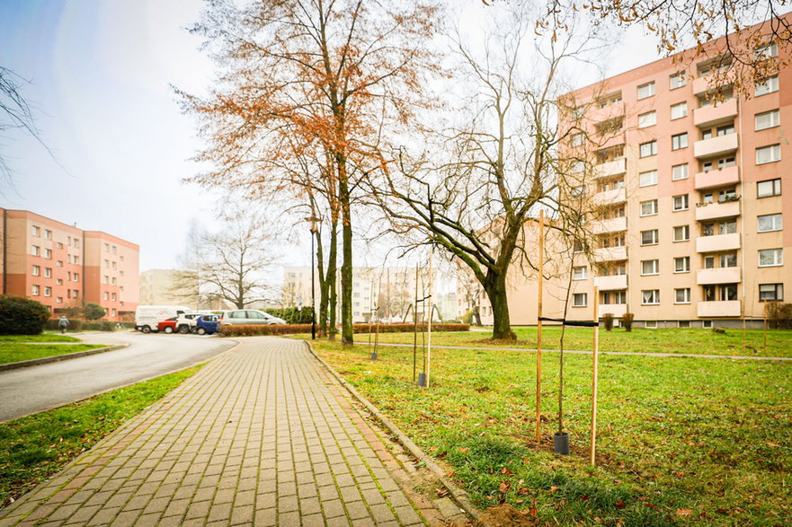 Nowe nasadzenia na osiedlu Piastów w Pszczynie - 24.11.2022 - autor: Oskar Piecuch / UM Pszczyna