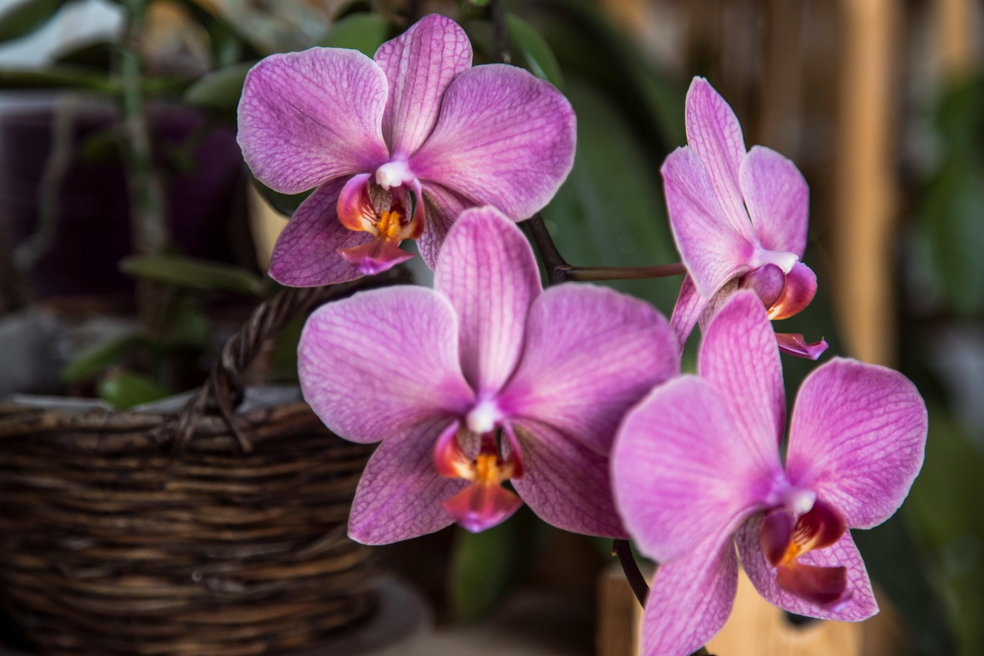 Bohato kvitnúca orchidea.