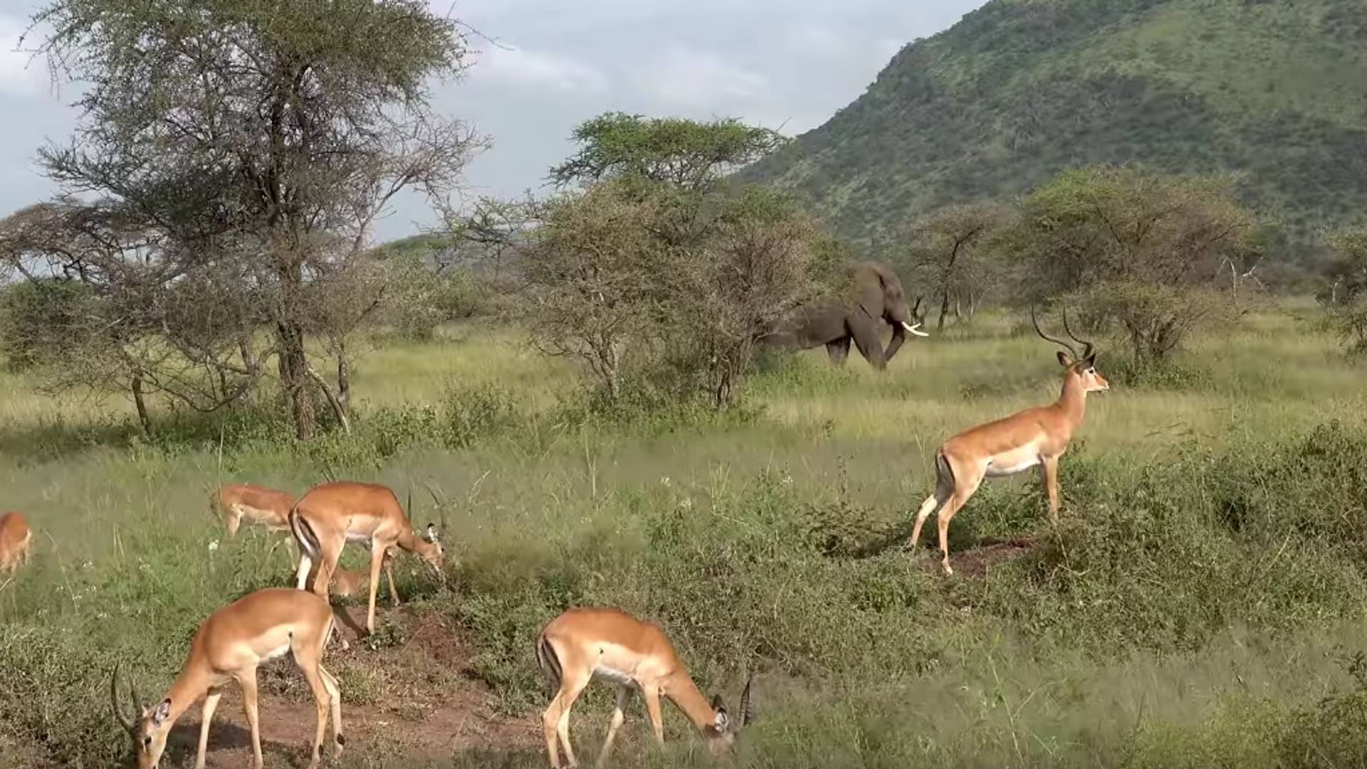 Neko je snimio safari po Africi u 4K rezoluciji i kao da smo tamo