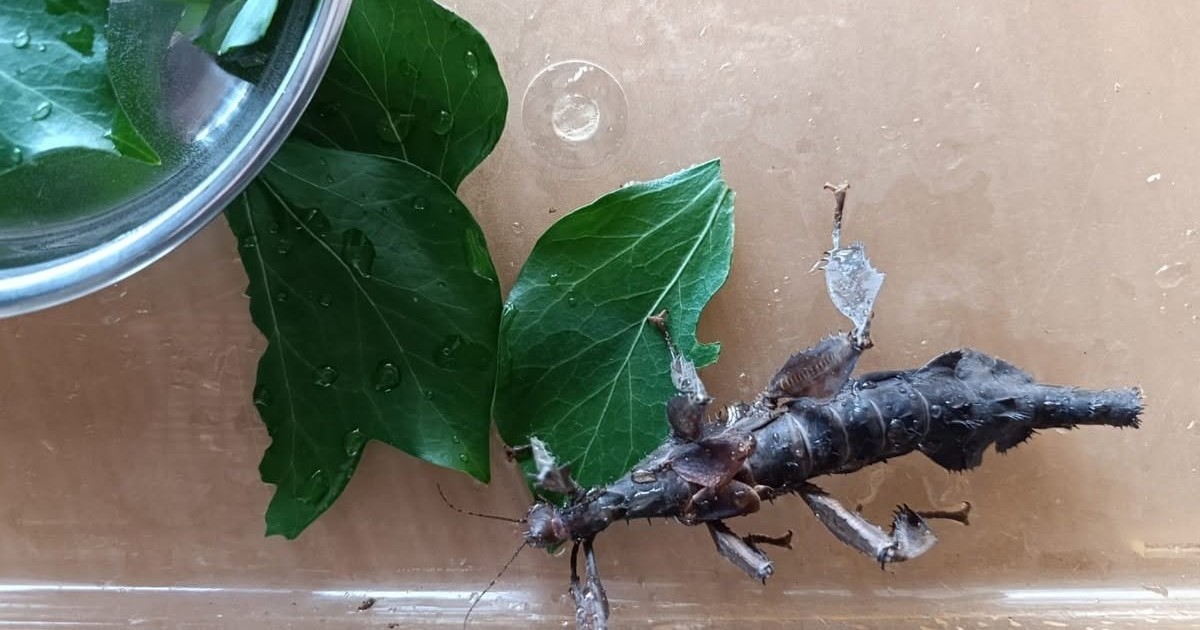 Straszyk australijski w Gdańsku: Egzotyczny uciekinier w centrum uwagi służb