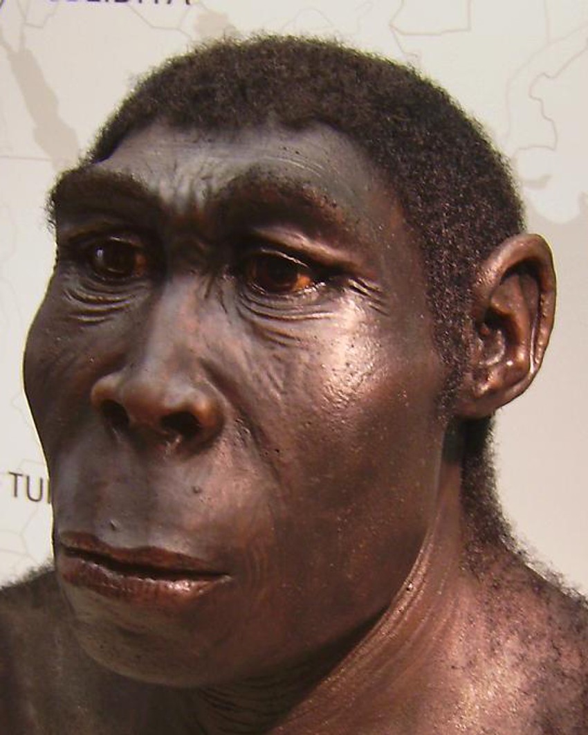 Homo erektus