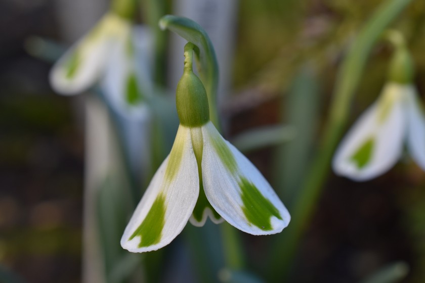 Le mari de Margrit s’est lui aussi découvert une passion pour le jardinage, en particulier pour les perce-neige.