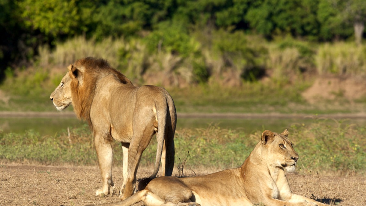 Dwa młode lwiątka pochodzące najprawdopodobniej z przemytu mają być pierwszymi mieszkańcami azylu dla lwów w Poznaniu. Poznańskie Zoo rozpoczęło zbiórkę pieniędzy na ten cel – potrzeba co najmniej 500 tys. zł.