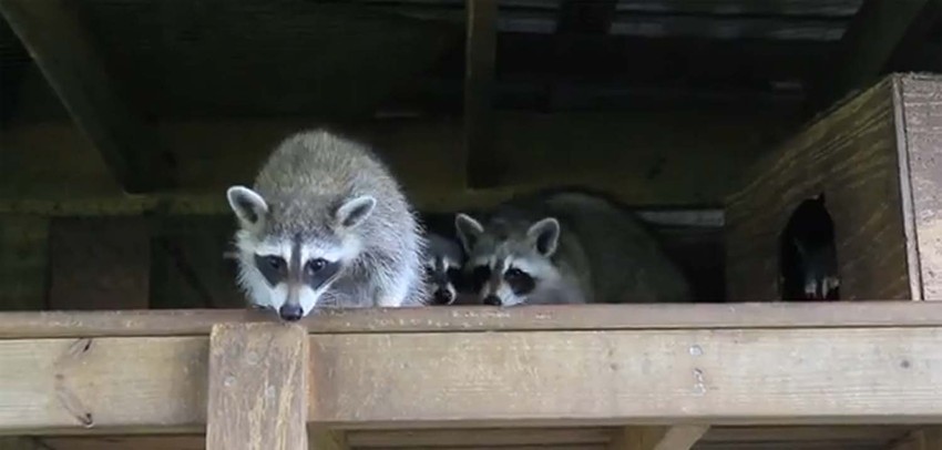 Slatki mali "glumci" pod prisilom