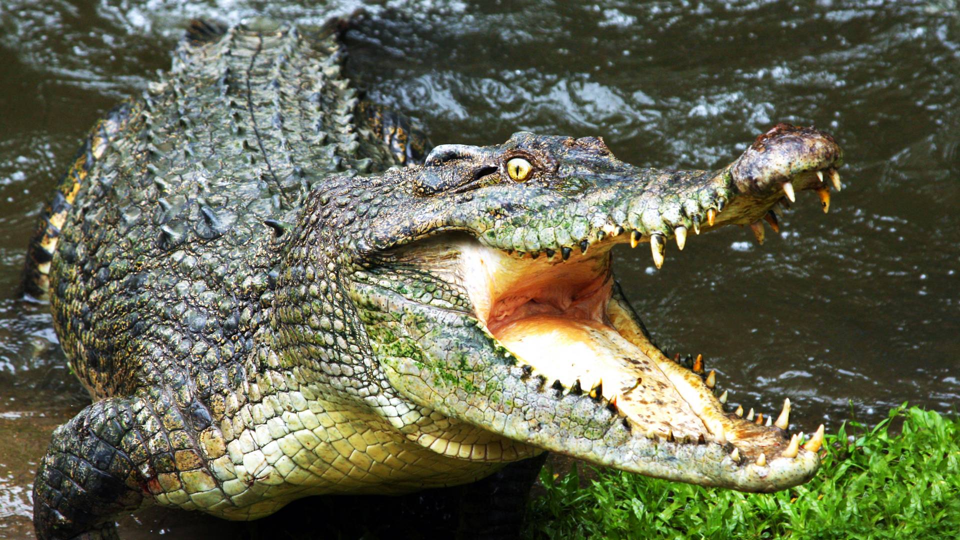 Kis pénisze miatt nem tudott utódot nemzeni ez a krokodil, avagy: kicsi a kroki broki!
