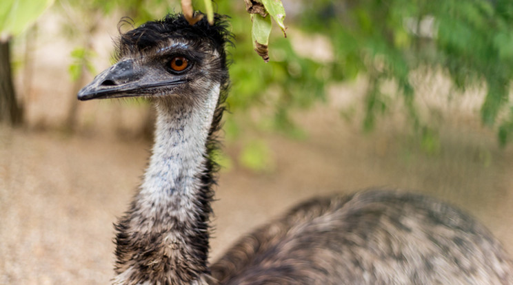 Elszabadult egy emu Szolnoknál. / Fotó: Northfoto