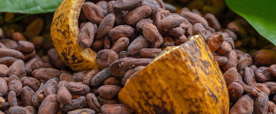 Kakao w kryzysie. Cenowa huśtawka uderzyła w producent&oacute;w 