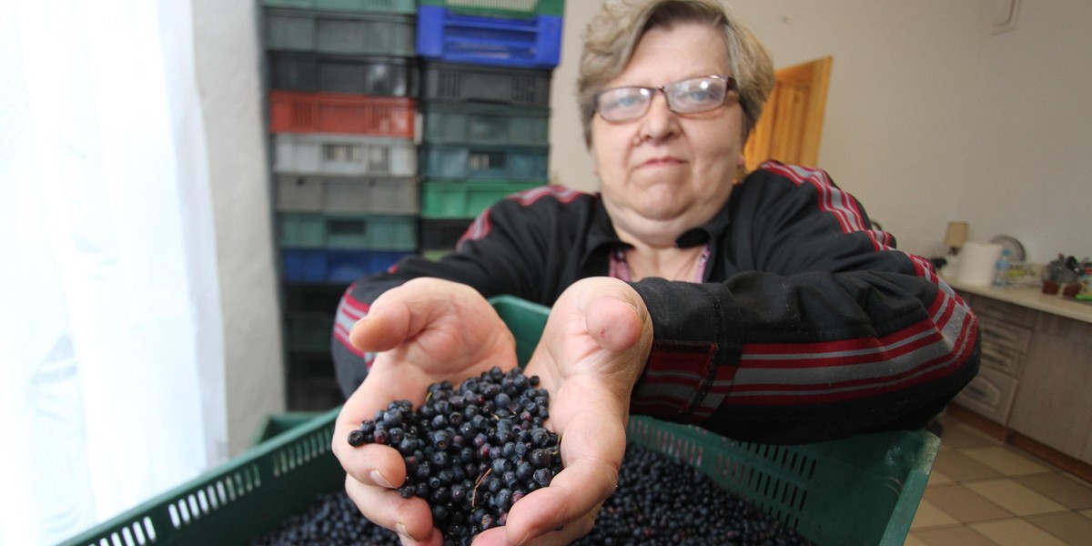 Ukraińcy i susza wykończyli jagodziarzy