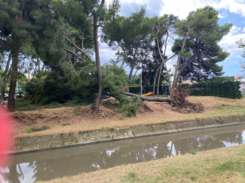 isčupano drvo u Baru