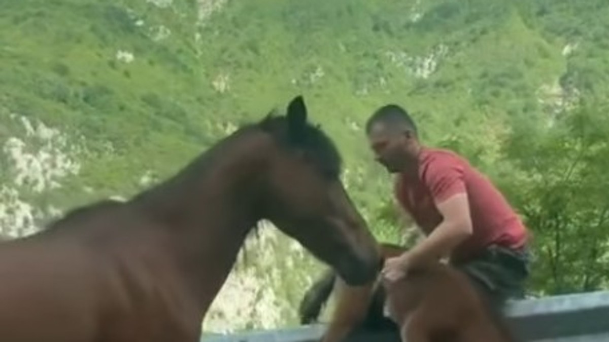 Trenutak spasavanja ždrebeta pored puta