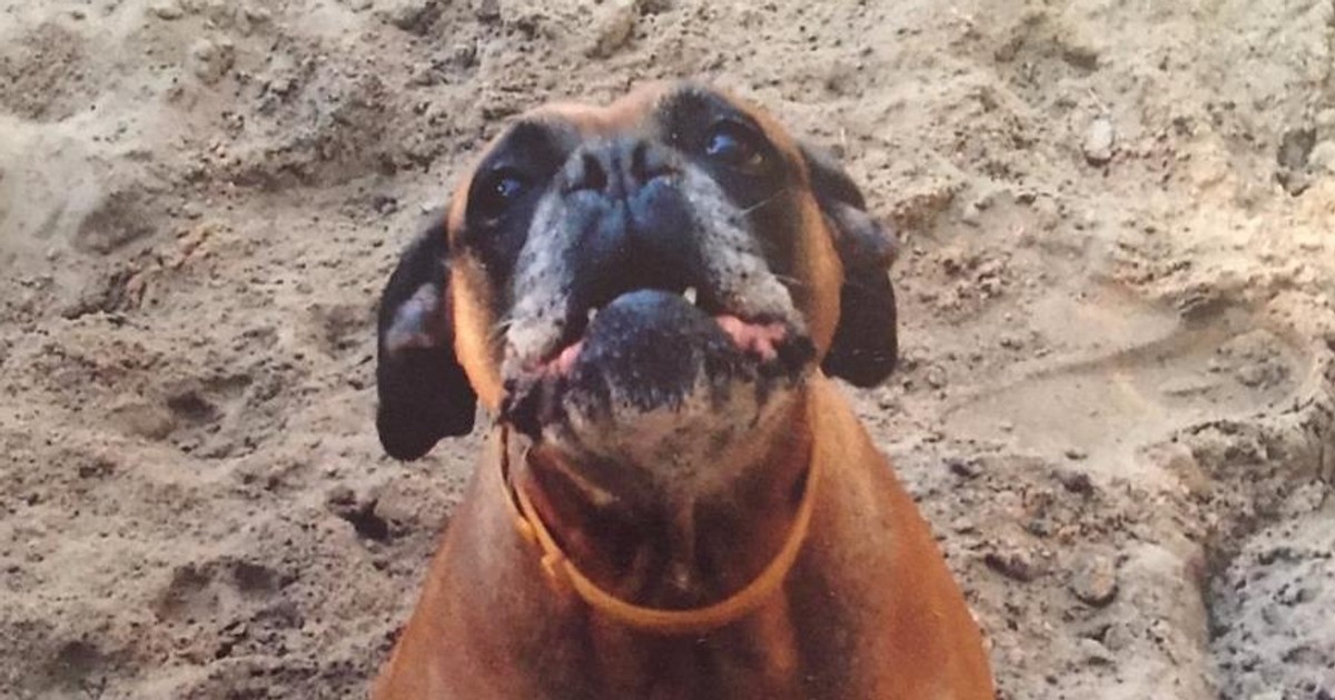 To tego psa miał całować minister Kamiński