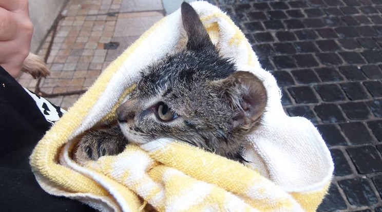 A cica lábtörést szenvedett a zuhanás következtében /Fotó: Pécs HTP