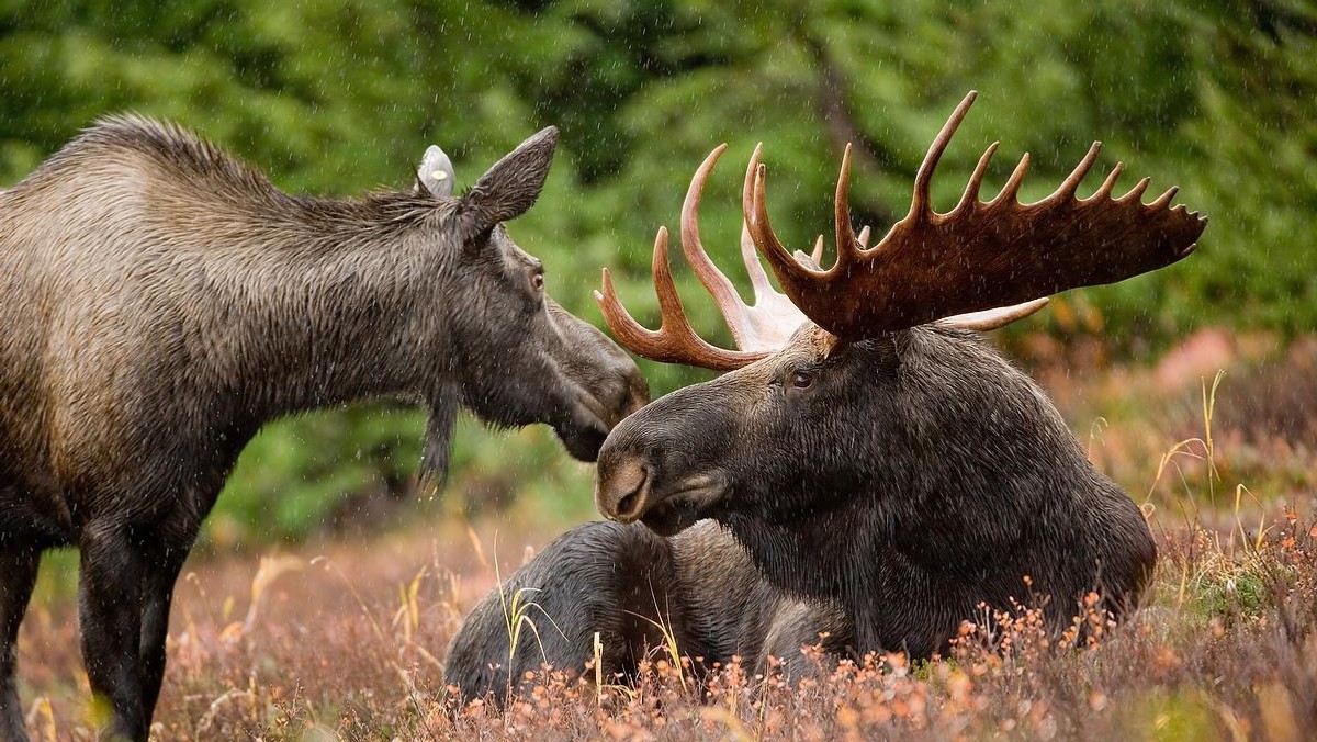 Moose Alaska