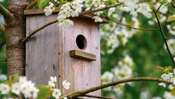 Do kiedy można wieszać budki lęgowe dla ptaków? Jaką budkę wybrać? [Poradnik]