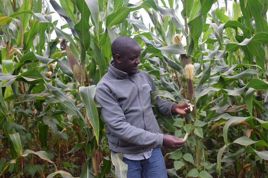 Moses Mbogo, rolnik biorący udział w projekcie rolnictwa regeneracyjnego z organizacją non-profit Farm Africa w hrabstwie Embu w Kenii, na swojej farmie kukurydzy i fasoli pnącej.