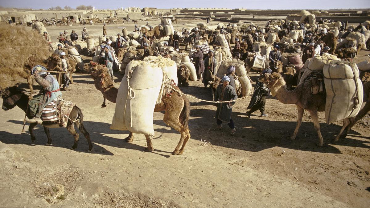 Afghanistan, Kamelfhrer auf Rastplatz / Foto 1973