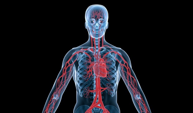 Arterije održavaju telo živim i zdravim