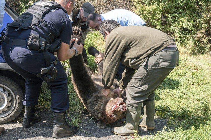 Brown bear in Romania