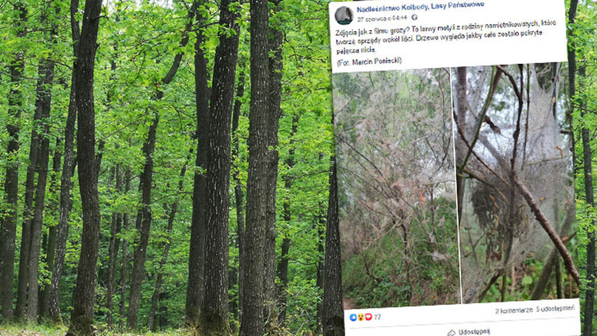 Polskie lasy wyglądają jak z horroru? Te zdjęcia robią wrażenie