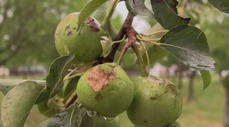 Oštećeno voće