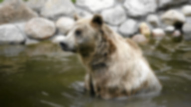 W poznańskim zoo powstanie niedźwiedziarnia