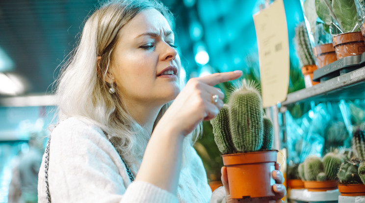 A Nyilas számára, kiszámíthatatlan életmódja miatt, egy igénytelen kaktusz lehet a jó társ / Fotó: Shutterstock