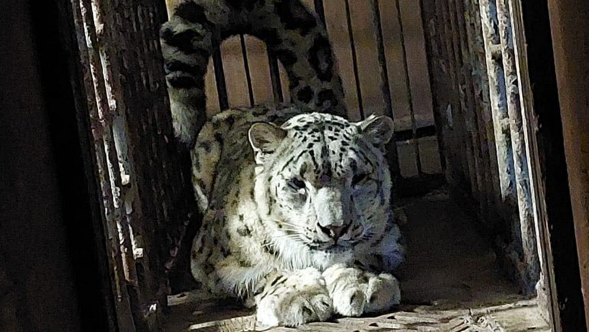 Do zoo we Francji wyjechał z ogrodu w Płocku samiec pantery śnieżnej Espero