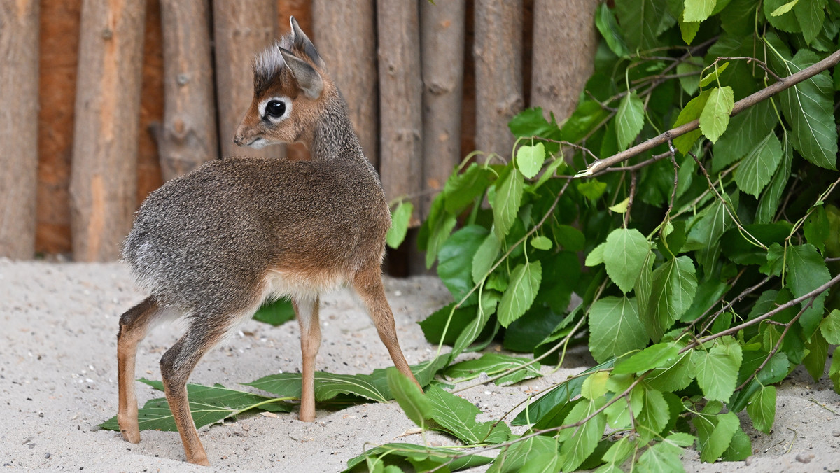 We wrocławskim zoo na świat przyszedł dikdik