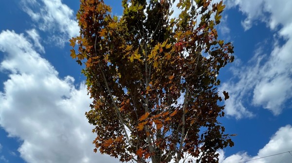 Klon zwyczajny na Kosmonautów