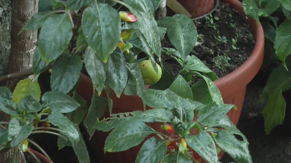 Egzotično voće u Bajinoj bašti