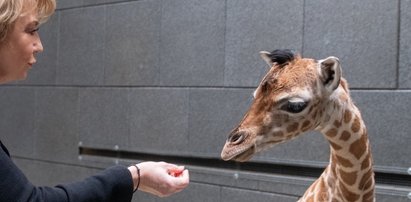 Stres poporodowy u żyrafy? Ludzie ruszyli na ratunek