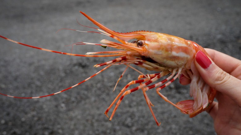 Shrimps are eaten while still alive [Mahed]