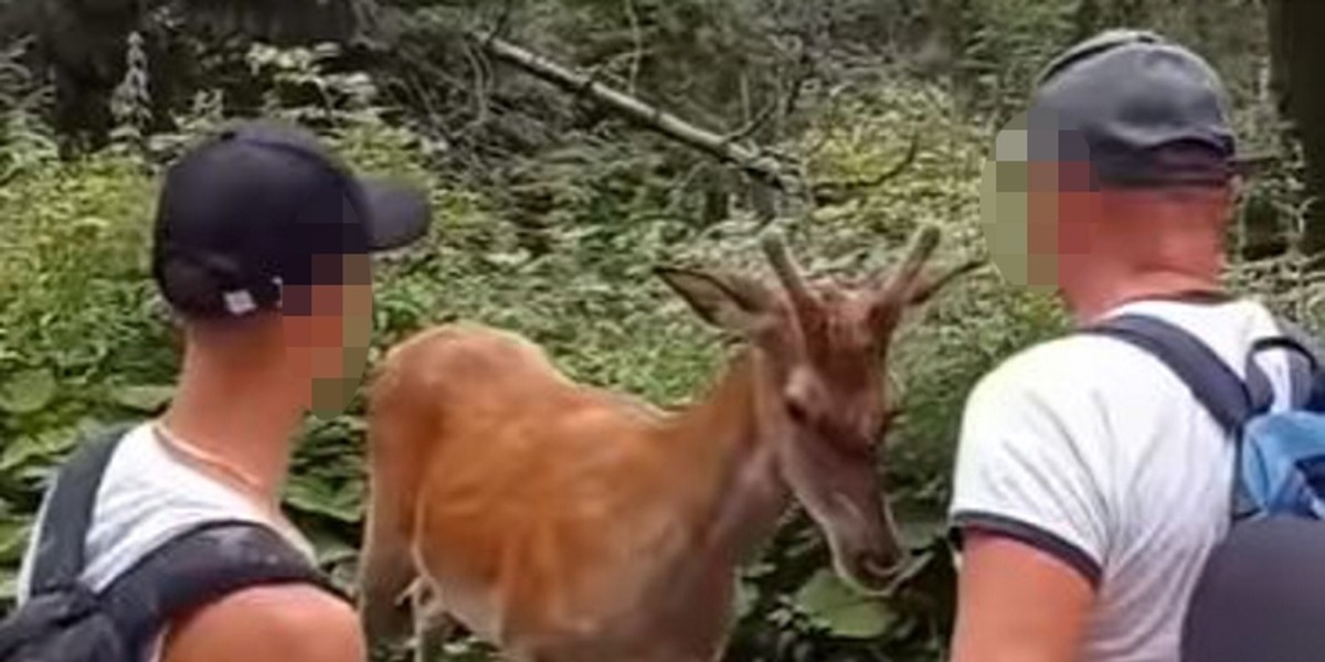 Turyści drażnią jelenie w drodze na Morskie Oko.