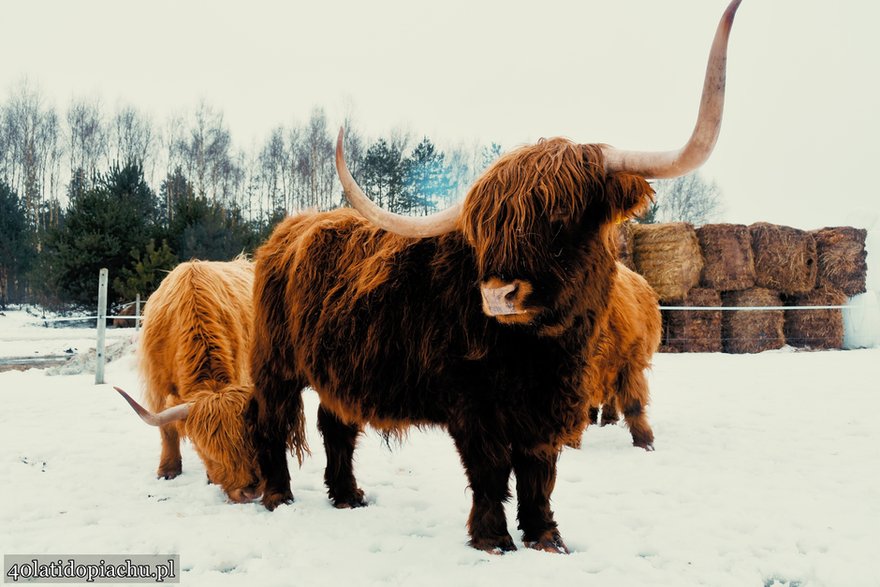 Highland Cattle