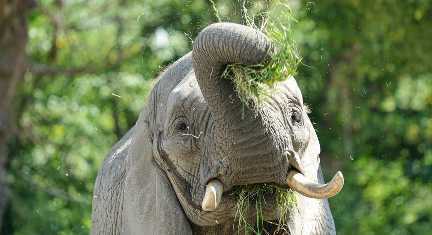 Święto słonia w warszawskim zoo