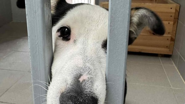 Ostatni weekend był wyjątkowo ciężki dla zespołu schroniska. Do placówki trafiło aż 17 psów i 12 kotów. 