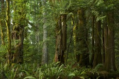 Ziemia ma więcej gatunków drzew niż myślano. BADANIA