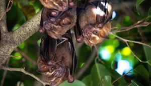 Bats harbour secrets that are crucial to human well-being and global biodiversity [Pexels/CC0]