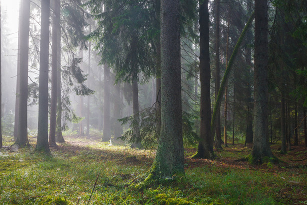 Białowieża las