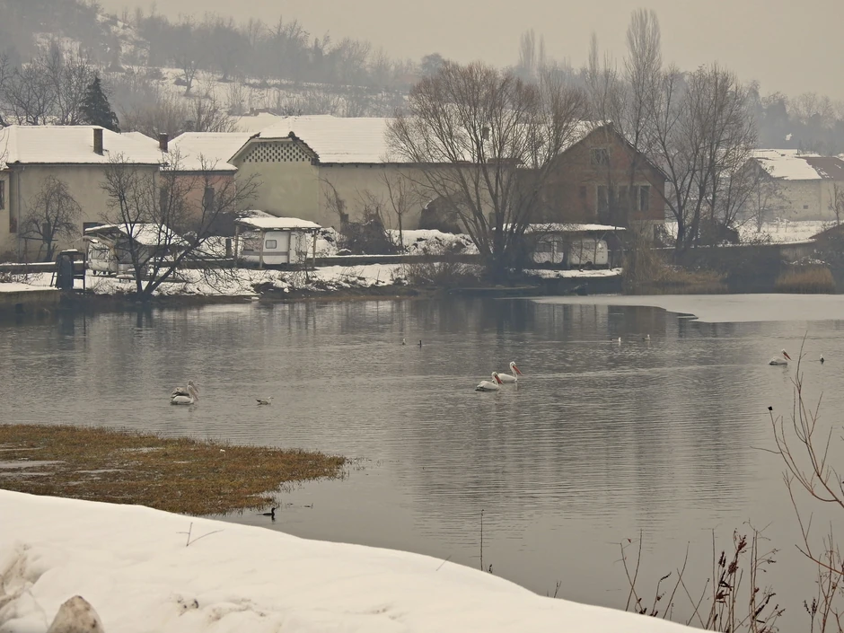 Pelikani su se pojavili pre nekoliko dana u Dunavu kod Mihajlovca