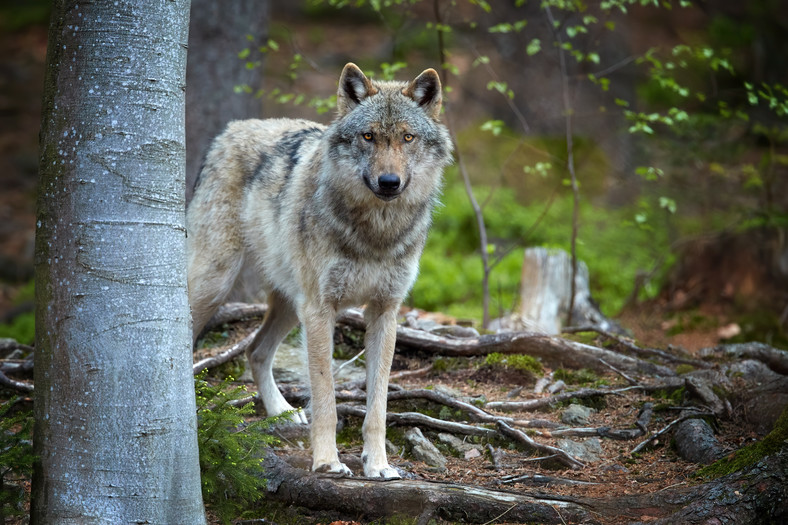 Wilk w lesie (zdj. ilustracyjne)