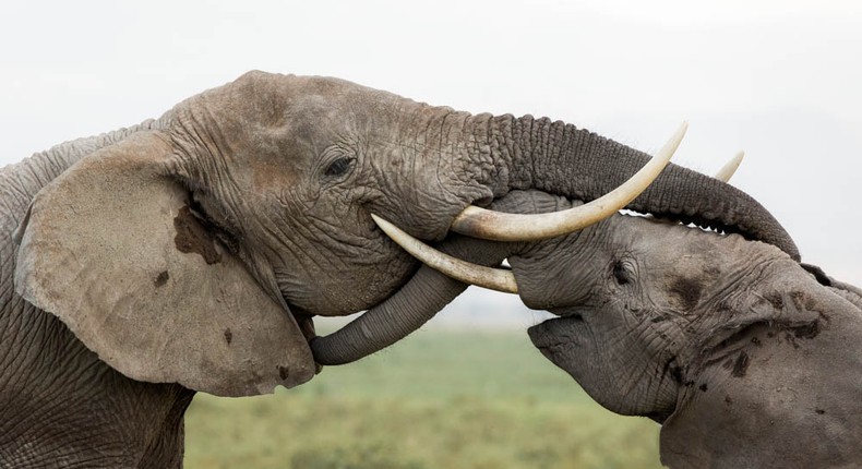 Two bulls lock tusks and trunks in a play-fight. (Susan Portnoy)