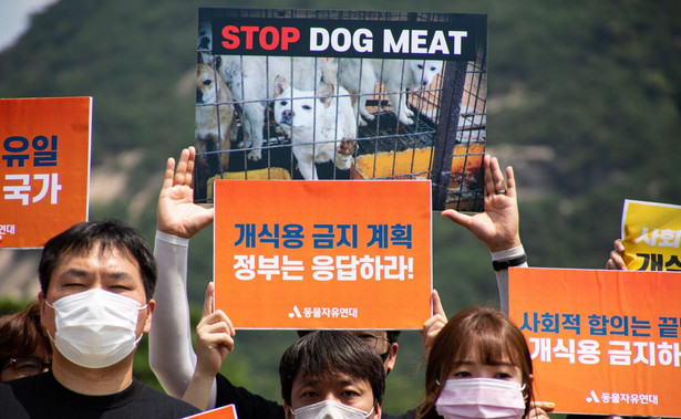 Protest przeciwko jedzeniu psiego mięsa