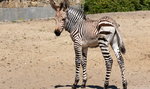 W zoo urodziła się malutka zebra