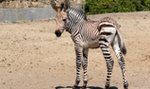 W zoo urodziła się malutka zebra