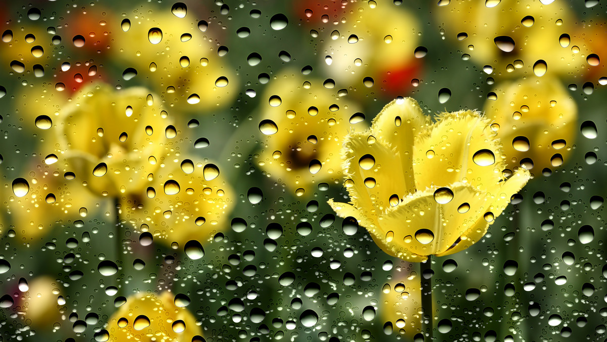 Gdzie jest burza? Czy dziś nad Polską będą burze? IMGW codziennie wydaje ostrzeżenia meteorologiczne związane z niebezpiecznymi zjawiskami pogodowymi. Sprawdź, gdzie można spodziewać się intensywnych opadów deszczu.