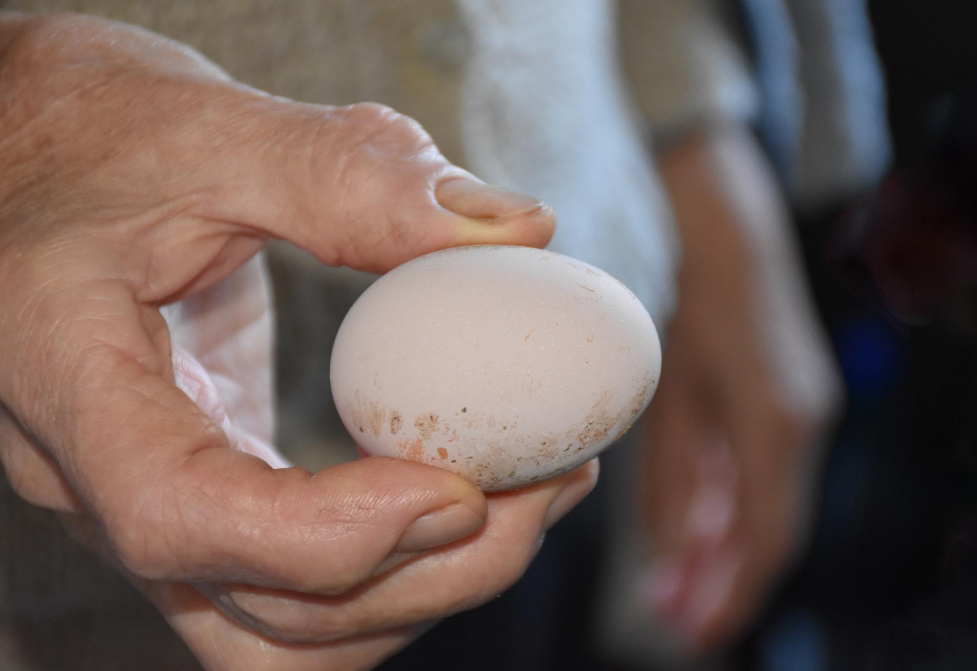 Vedci objavili staré neporušené vajíčko.