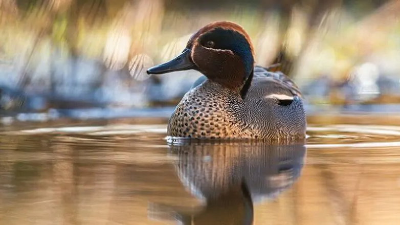 Zakaz polowań na kolejne cztery gatunki ptaków wodnych