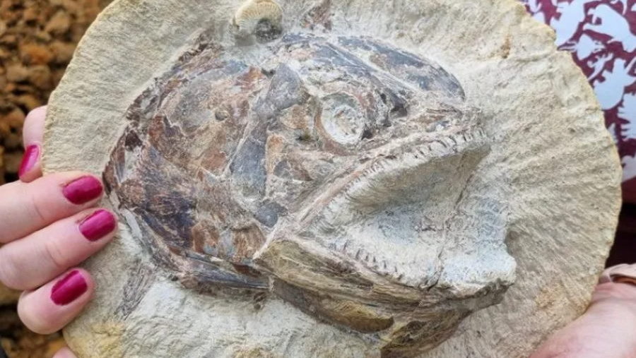 Doskonale zachowane skamieniałości jurajskich stworzeń znalezione na farmie w Wielkiej Brytanii, fot. Dr Dean Lomax